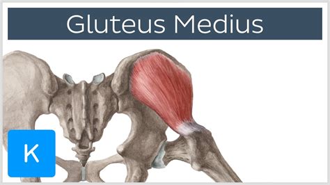 guluts|Gluteus Medius Muscle Origin, Function & Anatomy .